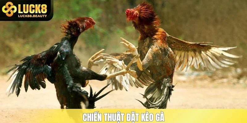 Chiến thuật đặt kèo gà
