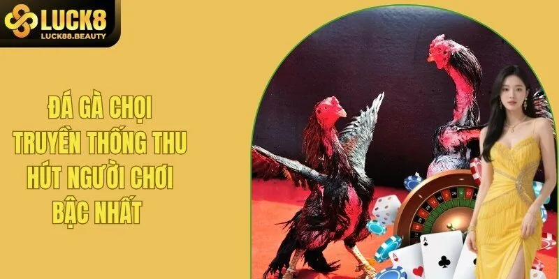 Đá Gà Chọi Truyền Thống - Tìm Hiểu Cơ Bản Cho Người Mới