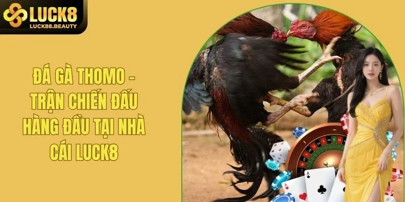 Đá Gà Thomo - Trận Chiến Đấu Hàng Đầu Tại Nhà Cái LUCK8