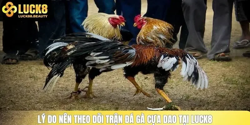 Lý do nên theo dõi trận đá gà cựa dao tại LUCK8