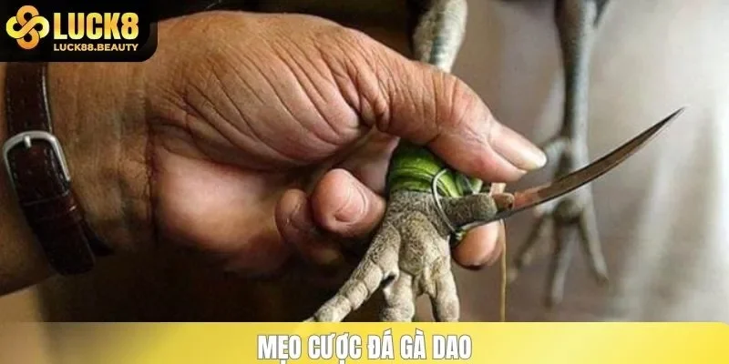 Mẹo cược đá gà dao