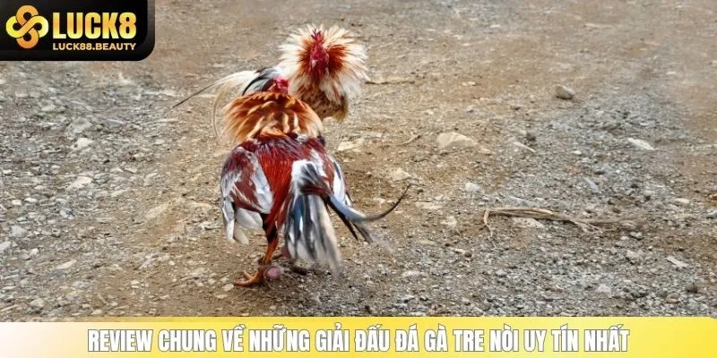 Review chung về những giải đấu đá gà tre nòi uy tín nhất
