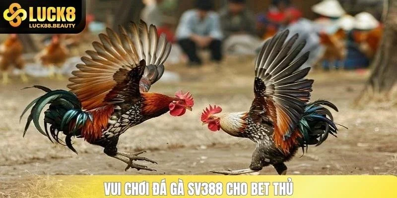 Vui chơi đá gà SV388 cho bet thủ