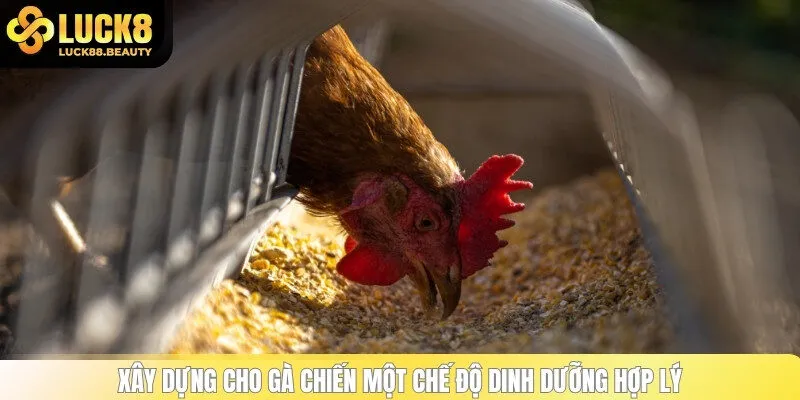 Xây dựng cho gà chiến một chế độ dinh dưỡng hợp lý